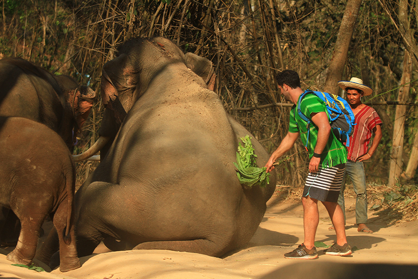 An Elephant Experience - Thailand